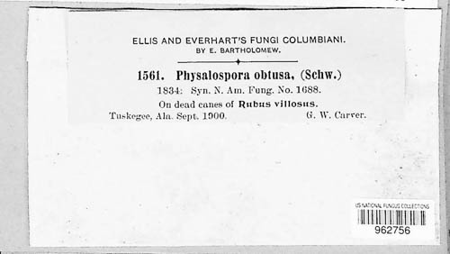 Peyronellaea obtusa image